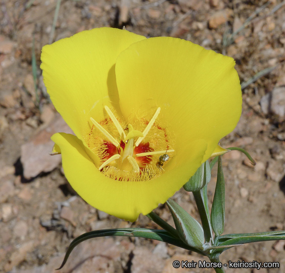 Image of goldenbowl mariposa lily