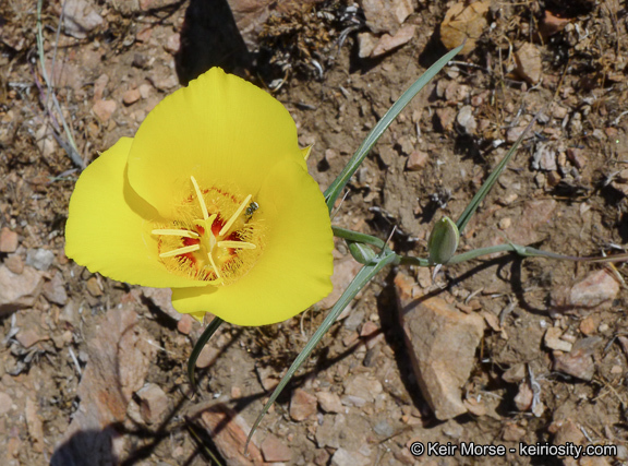 Image of goldenbowl mariposa lily