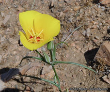 Image of goldenbowl mariposa lily