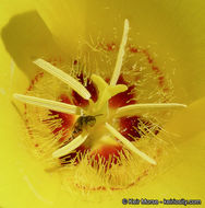 Image of goldenbowl mariposa lily