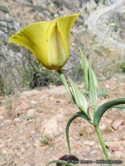 Image of goldenbowl mariposa lily