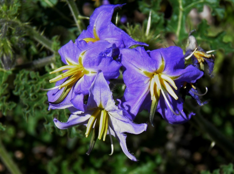 Image of melonleaf nightshade