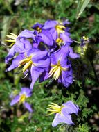 Image of melonleaf nightshade