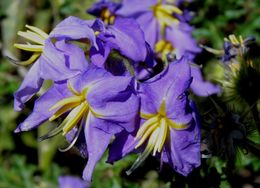 Image of melonleaf nightshade