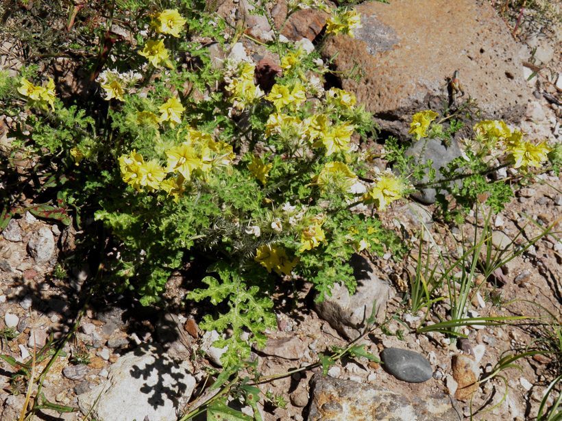 Image of <i>Solanum rostratum</i>