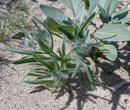 Слика од Cryptantha ganderi I. M. Johnst.