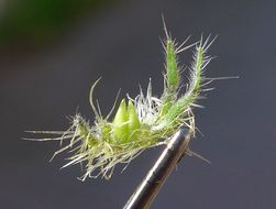 Plancia ëd Cryptantha ganderi I. M. Johnst.