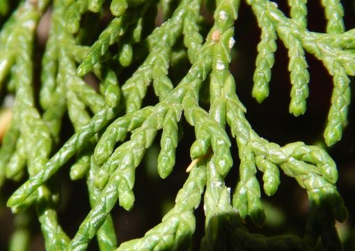 Image of Drooping Juniper