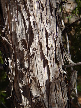 Image of Drooping Juniper