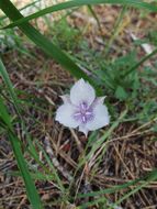 Image de Calochortus elegans Pursh