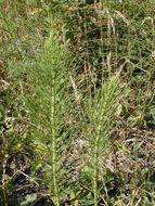 Image of giant horsetail