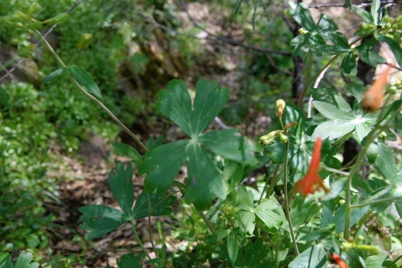 Image of red larkspur