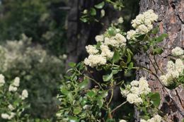 Ceanothus velutinus Dougl. resmi