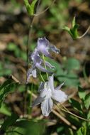 Image of twolobe larkspur