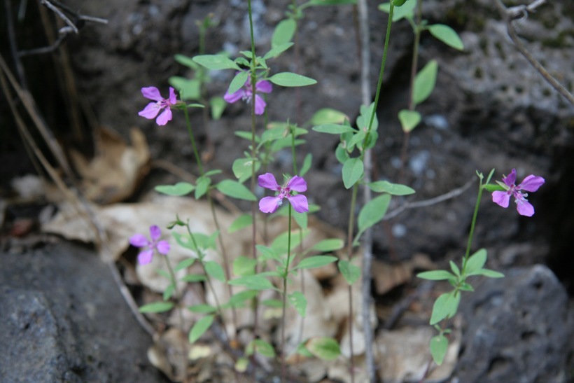 Image of diamond clarkia