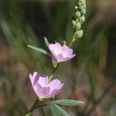 Image of valley checkerbloom