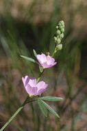 Image of valley checkerbloom