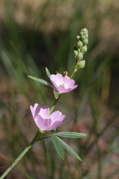 Plancia ëd Sidalcea hartwegii A. Gray ex Benth.