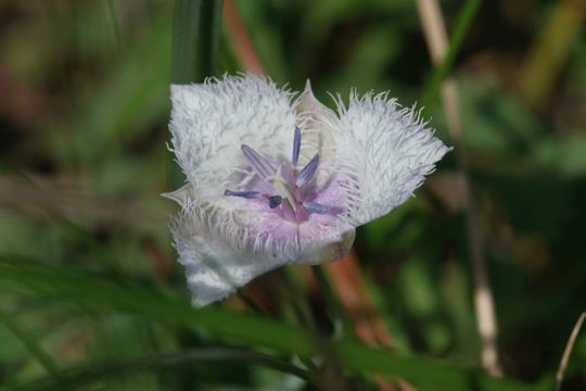 Image de Calochortus elegans Pursh