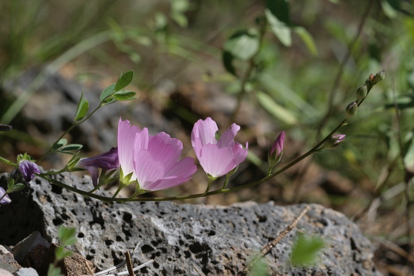 Imagem de Sidalcea hartwegii A. Gray ex Benth.