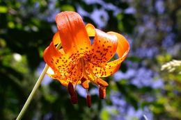 Image of leopard lily