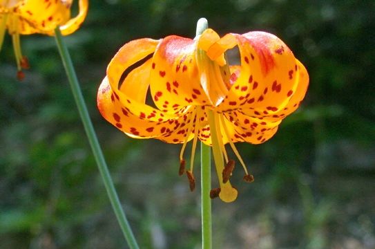 Lilium pardalinum Kellogg resmi