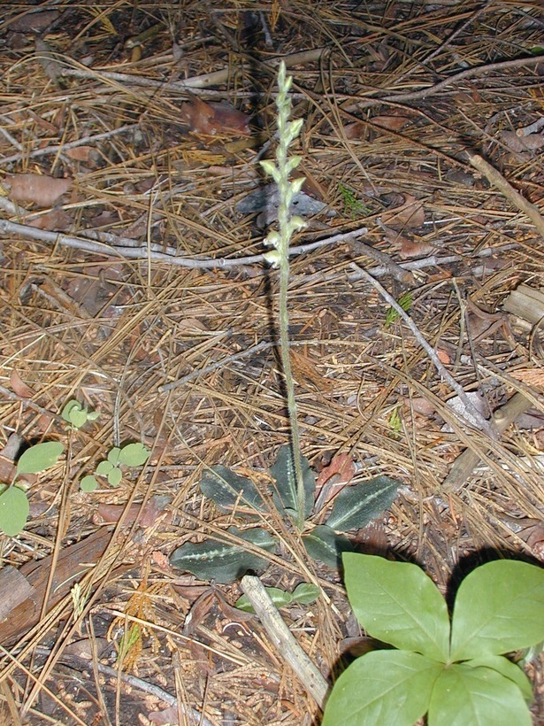 Image of whiteveined wintergreen