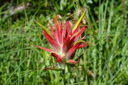 Image of Wyoming Indian paintbrush