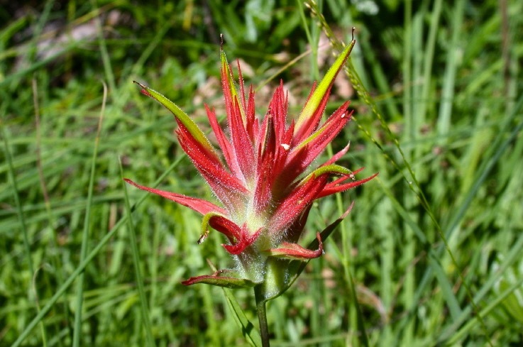 Image of Wyoming Indian paintbrush