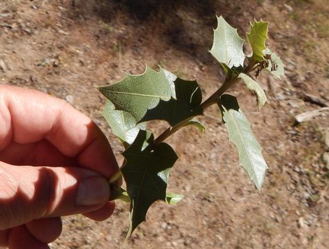 Image de Quercus emoryi Torr.