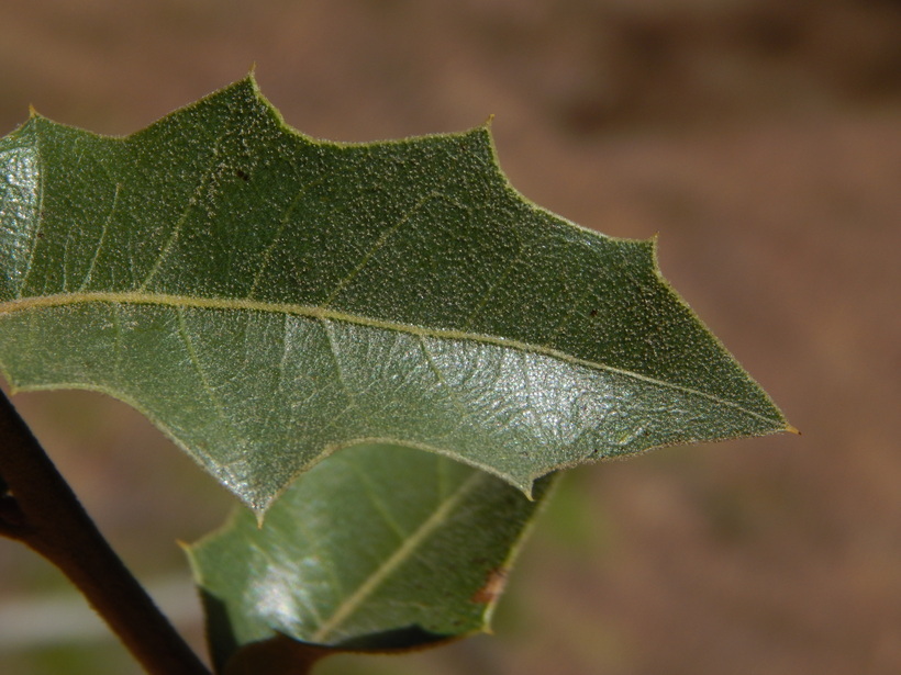 Imagem de Quercus emoryi Torr.