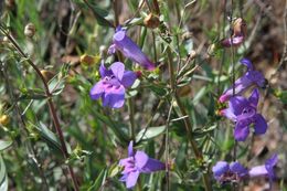 Image of royal penstemon