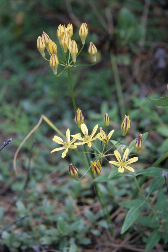 Слика од Triteleia ixioides subsp. anilina (Greene) L. W. Lenz