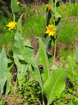 Image of deltoid balsamroot