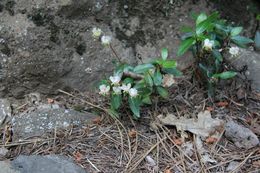 Image of little prince's pine