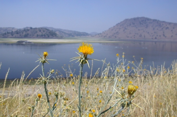 Image of yellow star-thistle