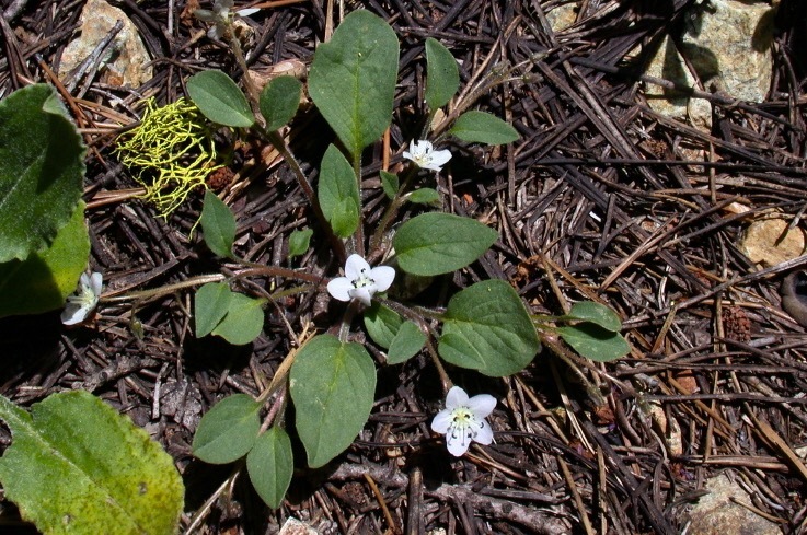 Image of California Monkey-Fiddle