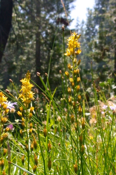 Image of California bog asphodel