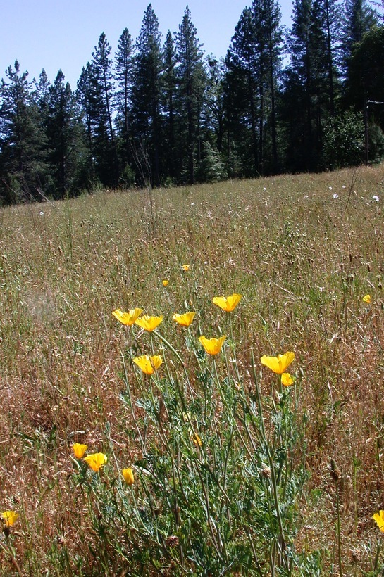 Image of California poppy