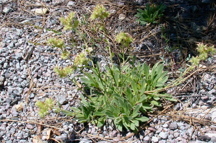 Imagem de Phacelia corymbosa Jepson