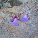 Image de Penstemon gracilentus A. Gray