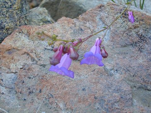 Image of slender penstemon