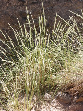 Image of deergrass