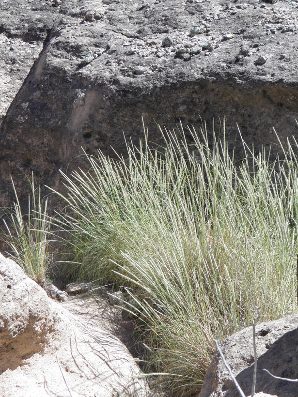 Plancia ëd Muhlenbergia rigens (Benth.) Hitchc.