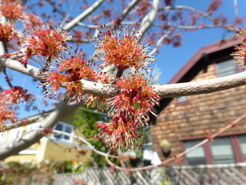 Image of Red Maple