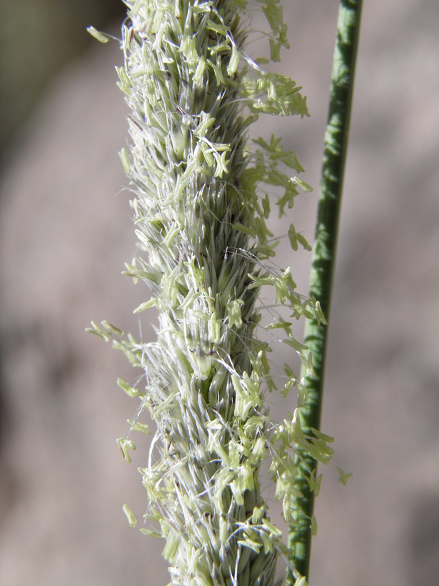 Image of deergrass