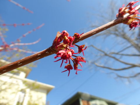 Image of Red Maple