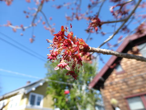 Image of Red Maple