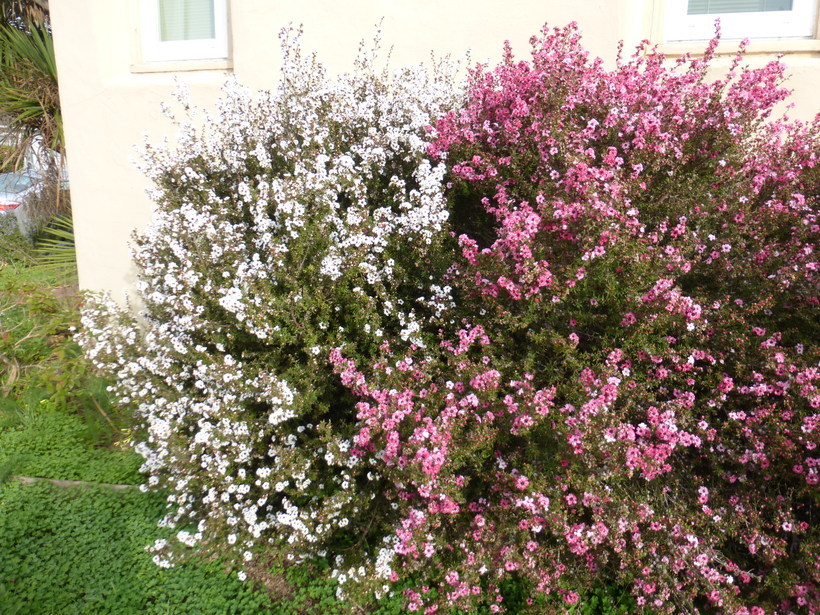 Imagem de Leptospermum scoparium Forst.