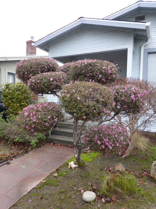 Imagem de Leptospermum scoparium Forst.